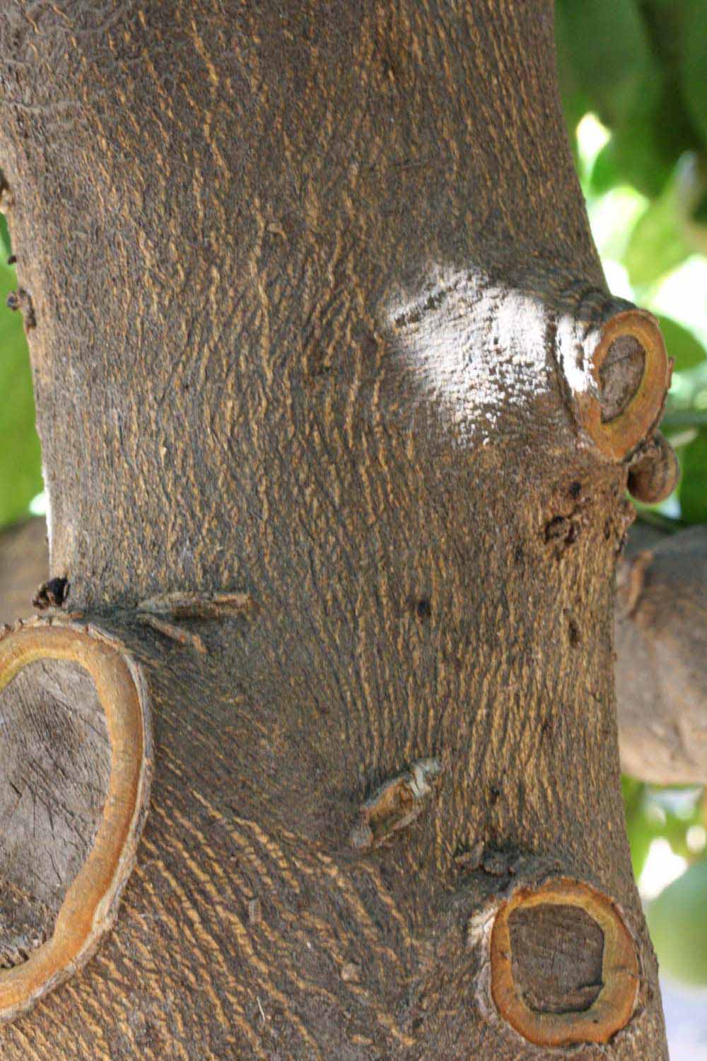            Bark (Riverside, CA)   